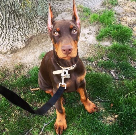 doberman pups for sale near me|doberman puppies for sale craigslist.